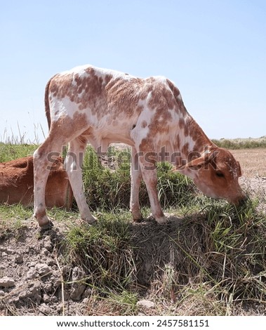 Herd of cows at summer green field, Cow eating grass, Blu sky,Cows are grazing in the field, cattle, calf, Cow photo, dairy animal, animal photo, animal picture 
