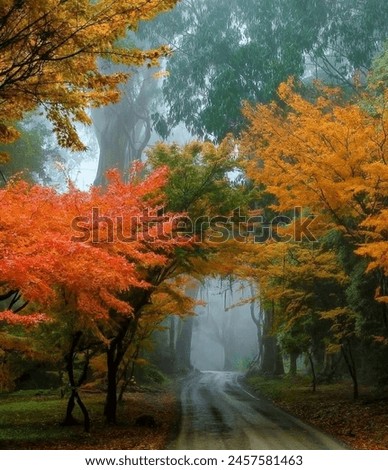 :)p Experience autumn's vibrant beauty in misty woodlands. Follow scenic pathways through colorful foliage, immersed in the breathtaking scenery of nature's national treasure. Royalty-Free Stock Photo #2457581463