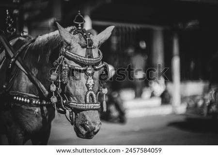 close up horse cart at Jakarta, Black and white picture Concept