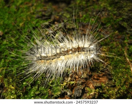 A Fall webworm moth caterpillar with long white hairs crawling on green moss.