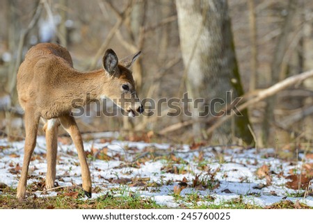 American White Tail Deer grazing in winter forest