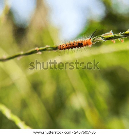 the orange baby caterpillars walking on green grass stalks