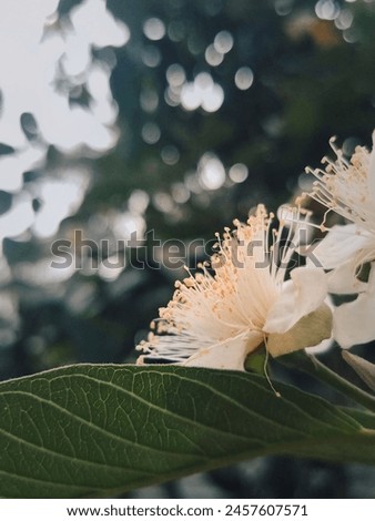 A Beautiful Guava Flower Picture. 