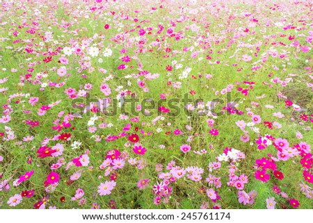 cosmos flower field
