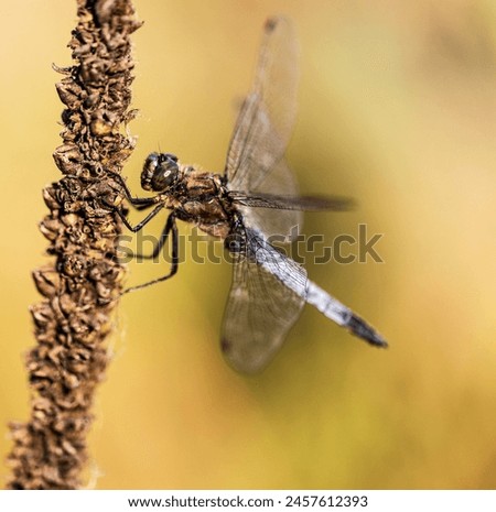 Close - up Dragon fly. Macro picture.