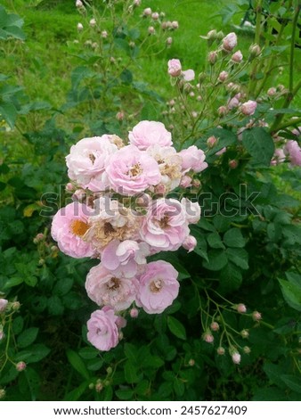 blur ,background, Rose, flower ,picture. 