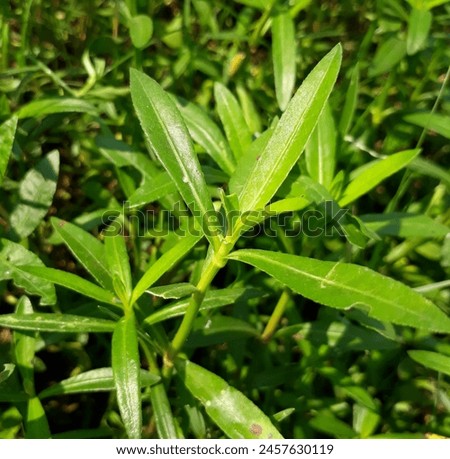 Alternanthera philoxeroides, commonly referred to as alligator weed, 