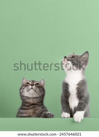 Cute little gray cat and kitten, on pastel background, looks and plays. Buisiness banner, concept, template, copy space.