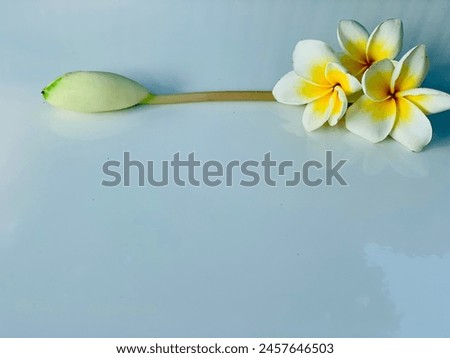 Canvas with flower images as decoration. You can write words next to the flower picture, it can be used as a background for writing articles and presentations