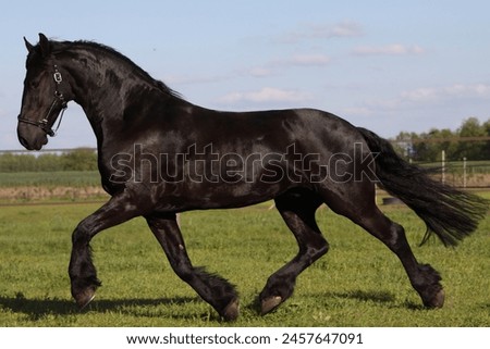 Friesian horse trotting on meadow Royalty-Free Stock Photo #2457647091