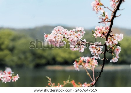 Cherry blossoms at the Qu Yuan Feng He by the West Lake in Hangzhou, China