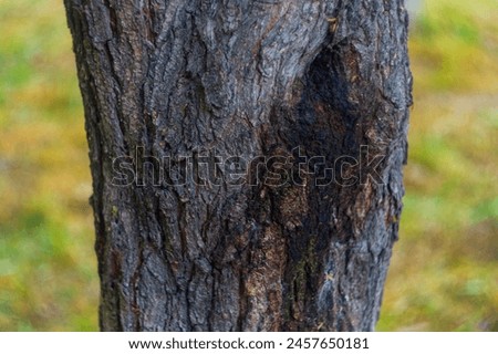 A tree trunk with damaged bark, from the place of which a dark, viscous liquid flows. An abstract symbol of psychological trauma that is difficult to heal and bleeds unnoticed by others. Royalty-Free Stock Photo #2457650181