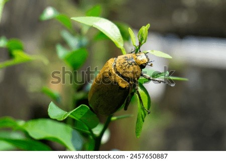 Anoplognathus pallidicollis is a relatively large beetle of the family Scarabaeidae, native to Australia Royalty-Free Stock Photo #2457650887