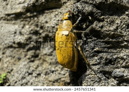 Anoplognathus pallidicollis is a relatively large beetle of the family Scarabaeidae, native to Australia Royalty-Free Stock Photo #2457651341