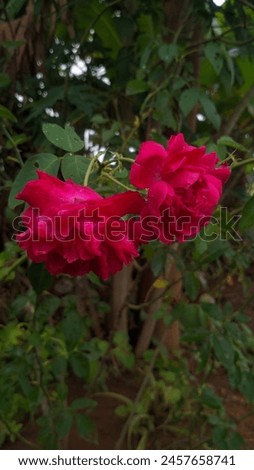 Two beautiful Rose After the rain picture 