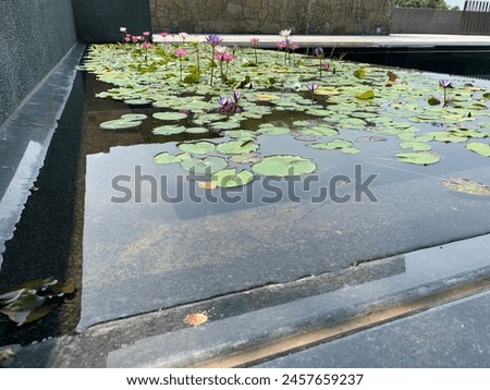 lotus flower blooming in summer pond with green leaves