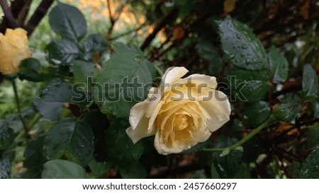 A Yellow White Garden Rose
