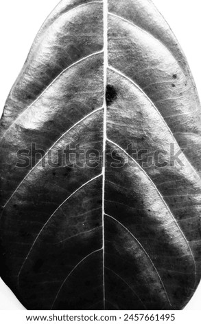 Black and white photo of leaf texture 