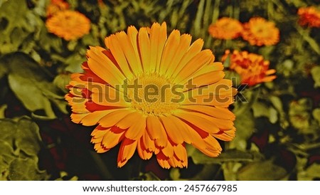 Calendula Sun like yellow flower
