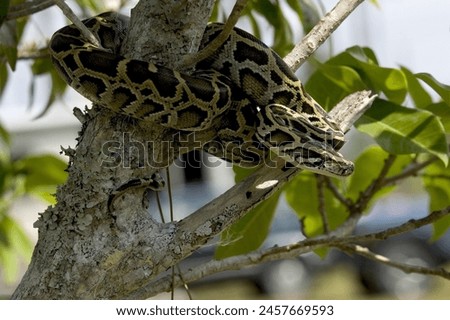 An Indian python snake wrapped around a tree branch.in India jungle with summer background.