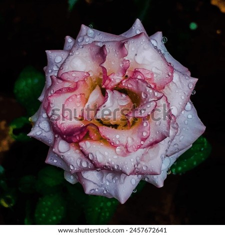 The image you sent is a close-up of a pink rose bud. The rose is a soft pink color, and its petals are still tightly furled.  There are several dewdrops clinging to the rose’s petals. 