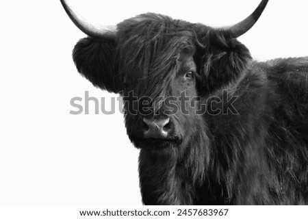 Black Highland Cattle With Long Horn In The White Background 