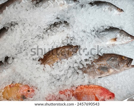 Frozen Black Tilapia, Pink Tilapia and Groupers Fishes on Ice 