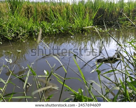 calm swamp between the rice field Royalty-Free Stock Photo #2457694609