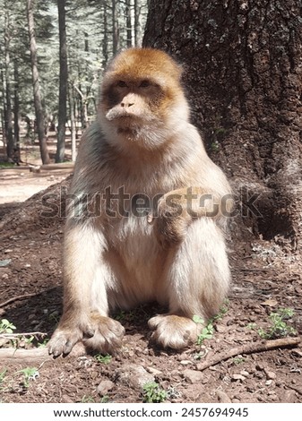 
A wonderful picture of a macaque monkey