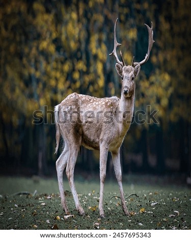 deer in the forest looking at photographer when he is taking picture 