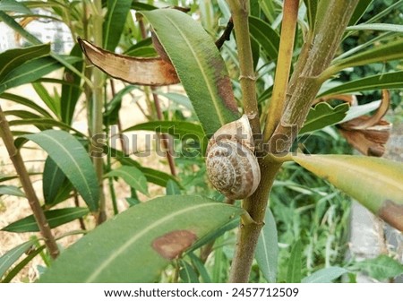 Snail on the oleander stem. Cornu aspersum, known by the common name garden snail, is species of land snail in the family Helicidae, which includes some of the most familiar land snails. Royalty-Free Stock Photo #2457712509