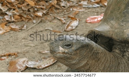 Aldabra giant tortoise Aldabrachelys gigantea - Seychelles native and endemic megafauna on Curieuse Island : focus on head yawning or gnawing