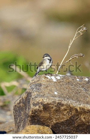 A Cape Wagtail captured while taking a small rest from an early morning hunt for food
