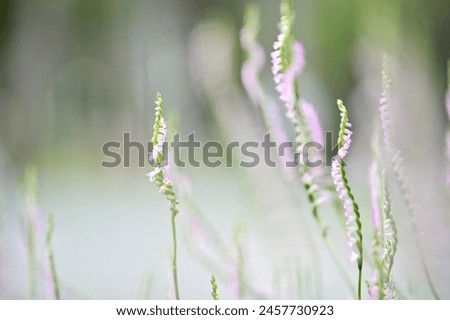 
Rare North American orchid, Spiranthes sinensis, captivates with ribbon-like flower spikes. Dubbed "dragon's ginseng" for root shape, blooms around Qingming Festival, protected by CITES. Royalty-Free Stock Photo #2457730923