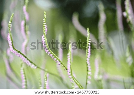 
Rare North American orchid, Spiranthes sinensis, captivates with ribbon-like flower spikes. Dubbed "dragon's ginseng" for root shape, blooms around Qingming Festival, protected by CITES. Royalty-Free Stock Photo #2457730925