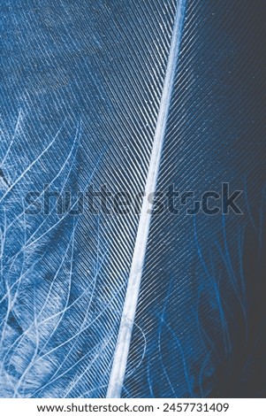 pen feather background close up Royalty-Free Stock Photo #2457731409
