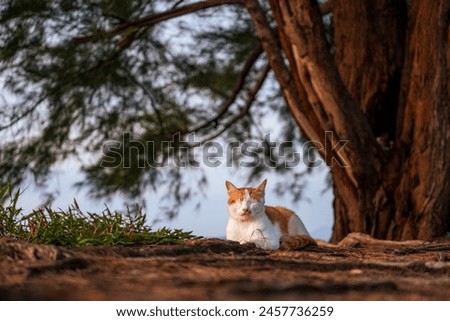 picture of wild cat as object