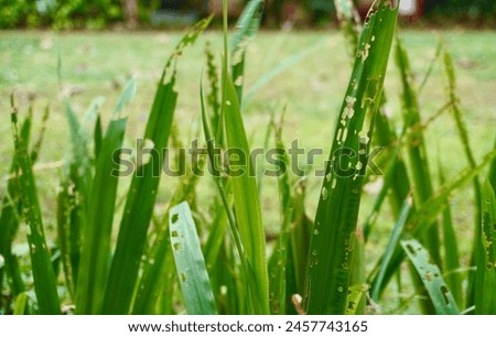 Holes on long leaves eaten by insects. Sign of fresh pesticides free plants isolated on horizontal ratio green grasses environmental outdoor park background.