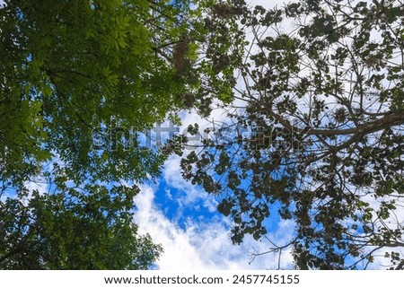 Fondos y texturas de ramas y hojas de árboles con el cielo azul, Backgrounds and textures of tree branches and leaves with blue sky Royalty-Free Stock Photo #2457745155