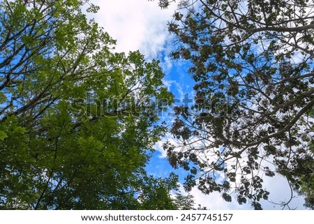 Fondos y texturas de ramas y hojas de árboles con el cielo azul, Backgrounds and textures of tree branches and leaves with blue sky Royalty-Free Stock Photo #2457745157