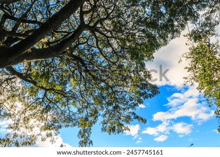 Fondos y texturas de ramas y hojas de árboles con el cielo azul, Backgrounds and textures of tree branches and leaves with blue sky Royalty-Free Stock Photo #2457745161