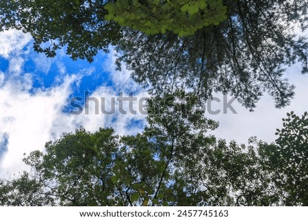 Fondos y texturas de ramas y hojas de árboles con el cielo azul, Backgrounds and textures of tree branches and leaves with blue sky Royalty-Free Stock Photo #2457745163