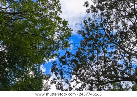 Fondos y texturas de ramas y hojas de árboles con el cielo azul, Backgrounds and textures of tree branches and leaves with blue sky Royalty-Free Stock Photo #2457745165