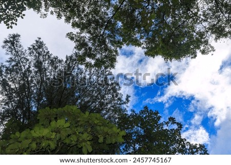 Fondos y texturas de ramas y hojas de árboles con el cielo azul, Backgrounds and textures of tree branches and leaves with blue sky Royalty-Free Stock Photo #2457745167