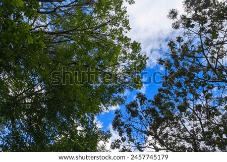 Fondos y texturas de ramas y hojas de árboles con el cielo azul, Backgrounds and textures of tree branches and leaves with blue sky Royalty-Free Stock Photo #2457745179