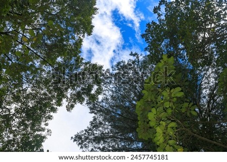 Fondos y texturas de ramas y hojas de árboles con el cielo azul, Backgrounds and textures of tree branches and leaves with blue sky Royalty-Free Stock Photo #2457745181