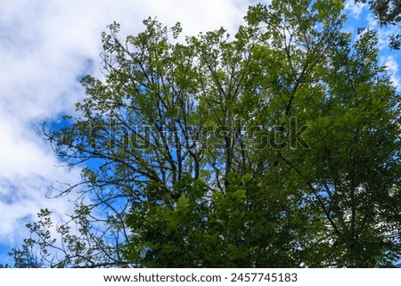 Fondos y texturas de ramas y hojas de árboles con el cielo azul, Backgrounds and textures of tree branches and leaves with blue sky Royalty-Free Stock Photo #2457745183