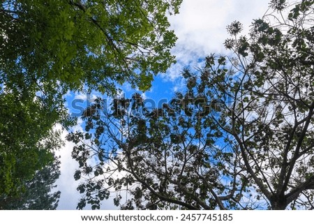 Fondos y texturas de ramas y hojas de árboles con el cielo azul, Backgrounds and textures of tree branches and leaves with blue sky Royalty-Free Stock Photo #2457745185