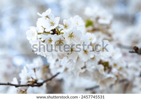 Beautiful close up view of cherry blossoms