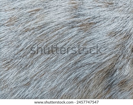 The texture of the goat's fur is visible up close